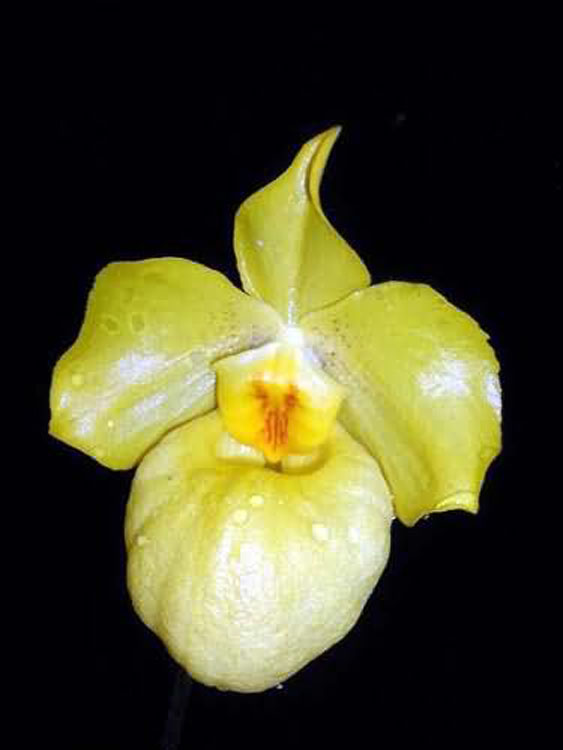 Paphiopedilum armeniacum 2