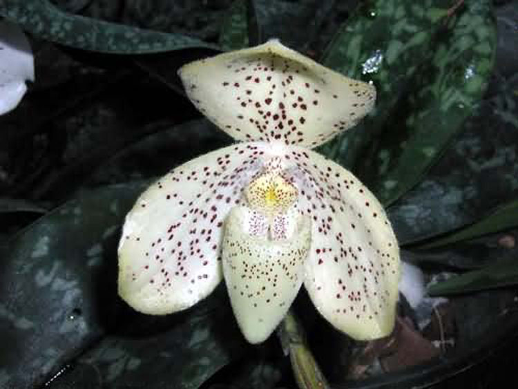 Paphiopedilum concolor 9
