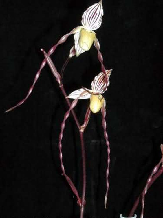 Paphiopedilum phillipinense var roebellenii 3