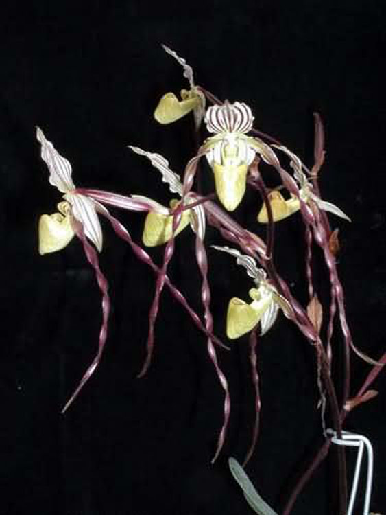 Paphiopedilum phillipinense var roebellenii