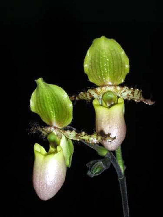 Paphiopedilum primulinum var. purpurascens 1