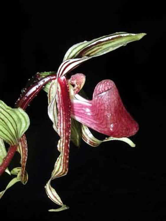 Paphiopedilum supardii
