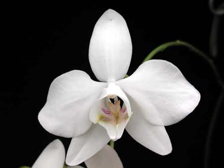 Phalaenopsis amabilis 2