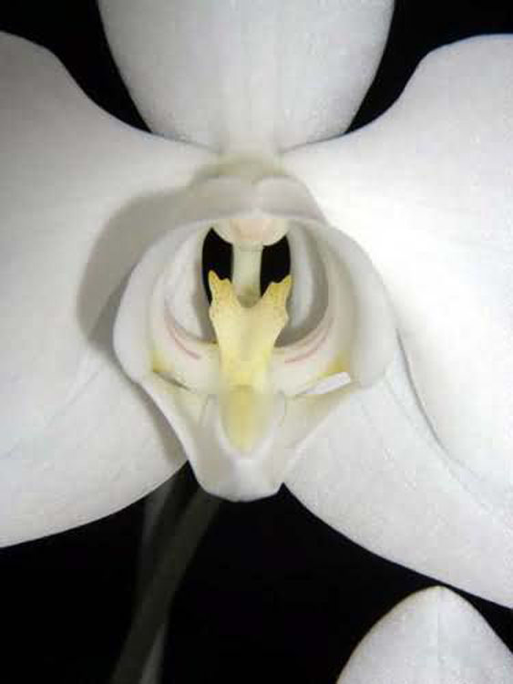 Phalaenopsis amabilis var grandiflora 1