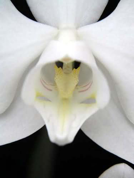 Phalaenopsis amabilis var grandiflora