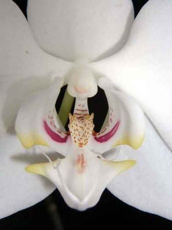 Phalaenopsis aphroditae
