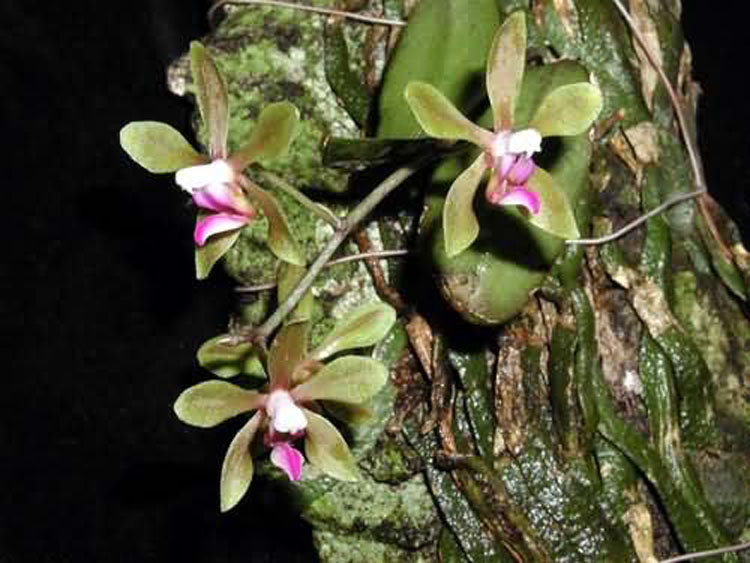 Phalaenopsis braceana 2