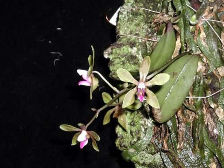 Phalaenopsis braceana 4