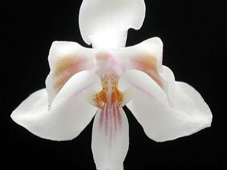 Phalaenopsis celebensis 1