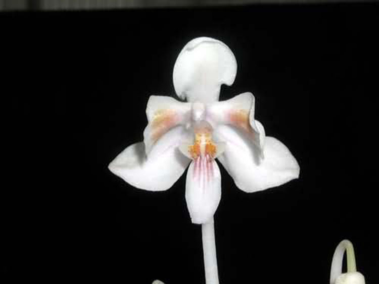 Phalaenopsis celebensis 2