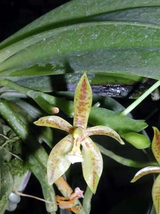 Phalaenopsis cornu-cervi philippines 1