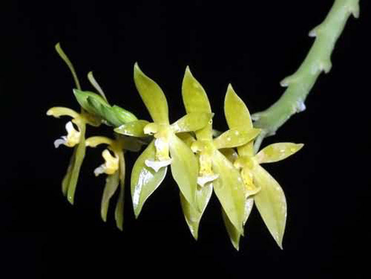 Phalaenopsis cornu-cervi var. alba 2