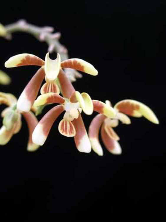 Phalaenopsis fuscata 2