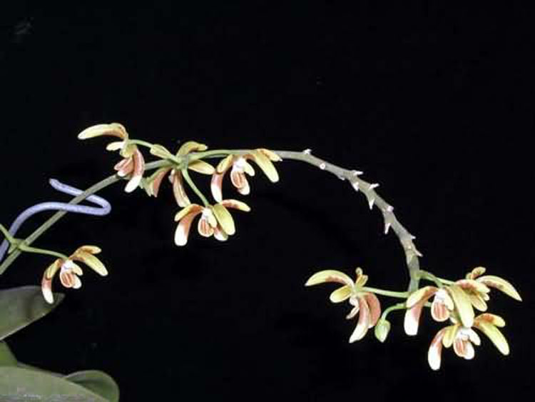 Phalaenopsis fuscata 3