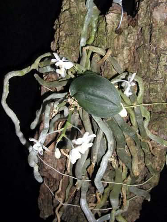 Phalaenopsis gibbosa 1