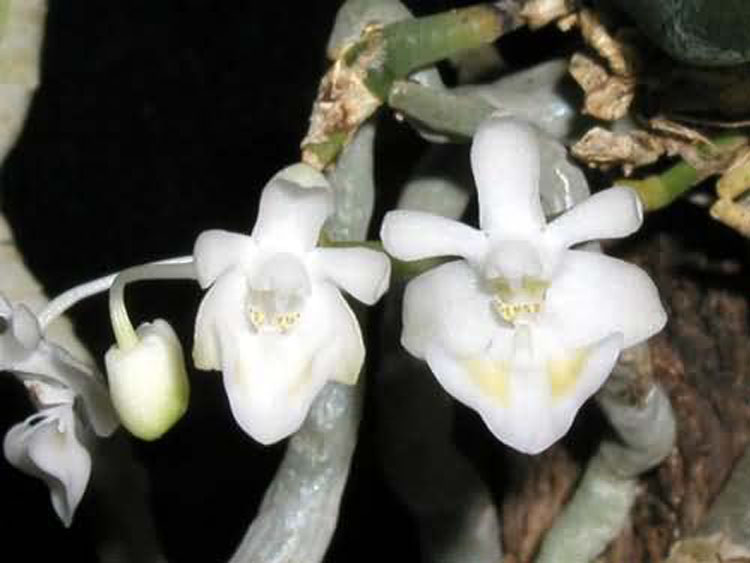 Phalaenopsis gibbosa 3