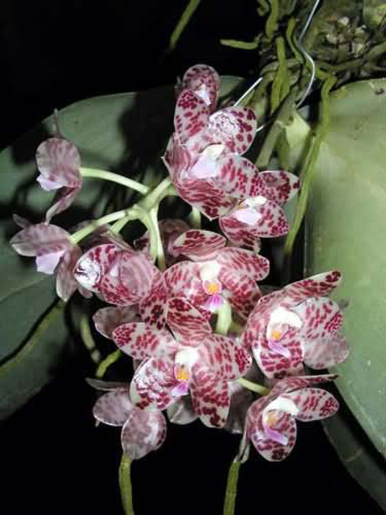 Phalaenopsis gigantea 1
