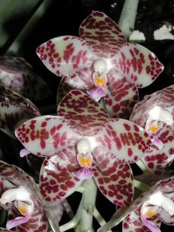 Phalaenopsis gigantea 2