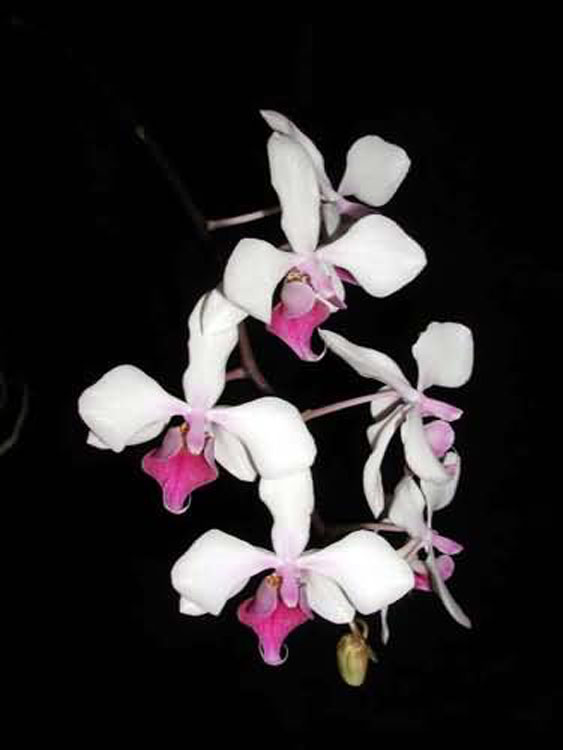 Phalaenopsis intermedia