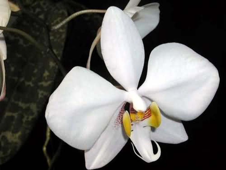 Phalaenopsis leucorhoda