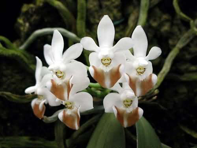 Phalaenopsis lobii 5