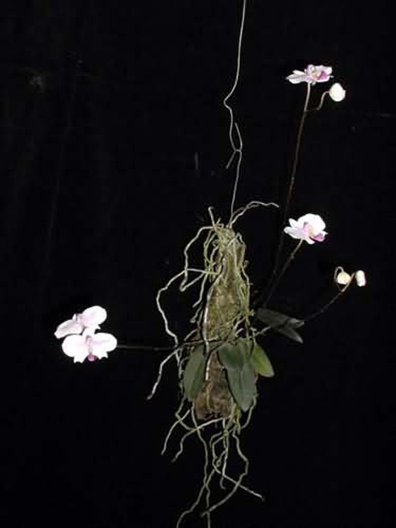 Phalaenopsis lowii 5