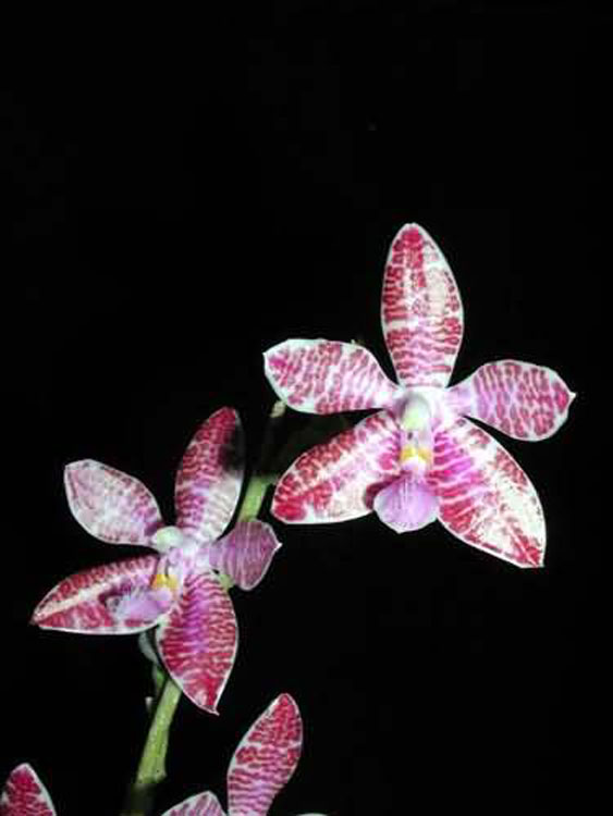 Phalaenopsis lueddemanniana var. delicata 1