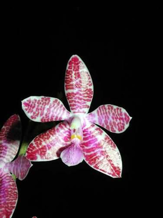 Phalaenopsis lueddemanniana var. delicata 2