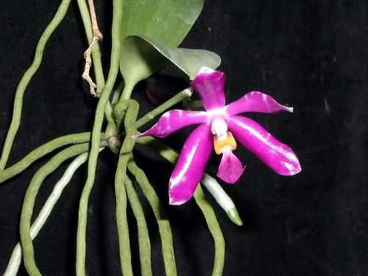 Phalaenopsis lueddemanniana var. pulchra 1