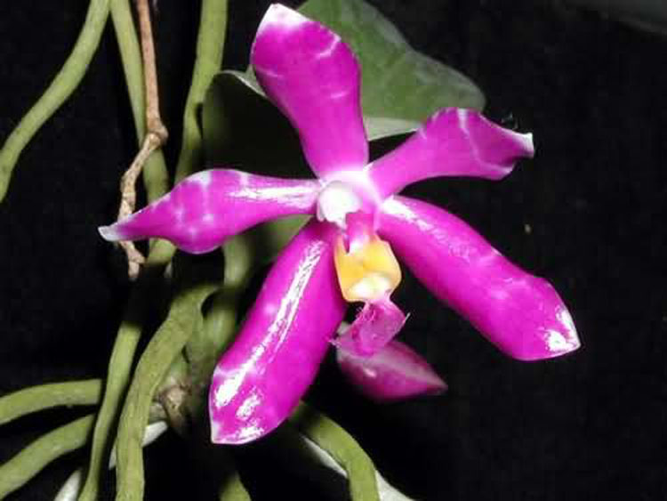 Phalaenopsis lueddemanniana var. pulchra 2