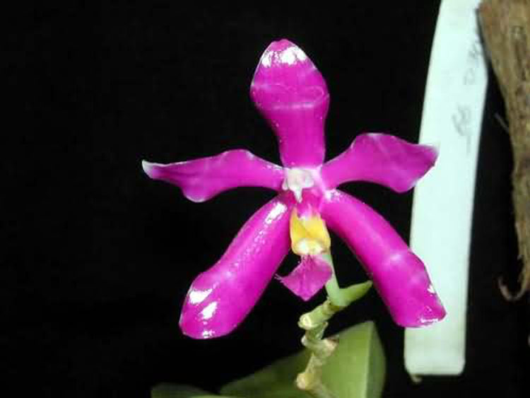 Phalaenopsis lueddemanniana var. pulchra 3