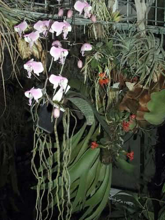 Phalaenopsis schilleriana  1