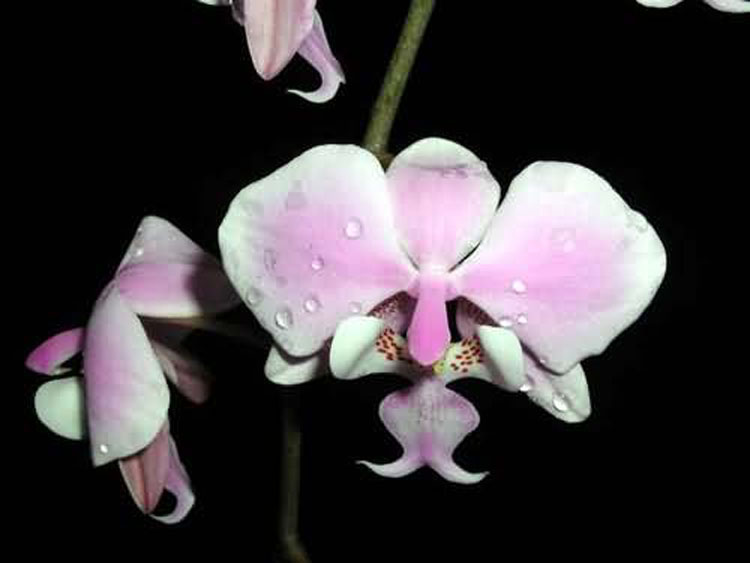 Phalaenopsis schilleriana 1