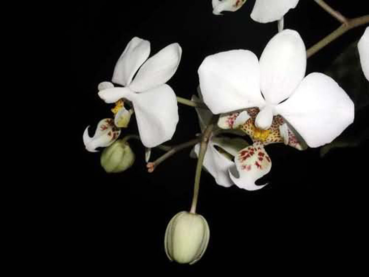 Phalaenopsis stuartiana 2