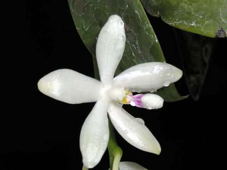 Phalaenopsis tetraspis 1