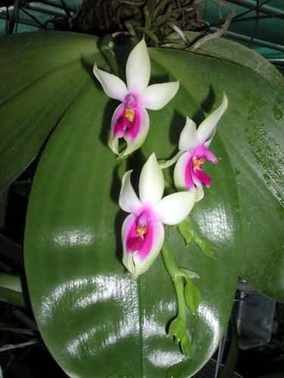 Phalaenopsis violacea borneo 2