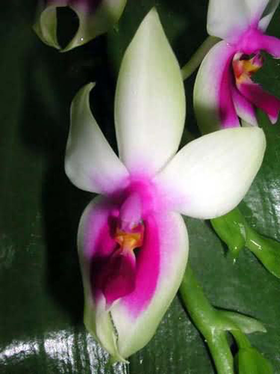 Phalaenopsis violacea borneo