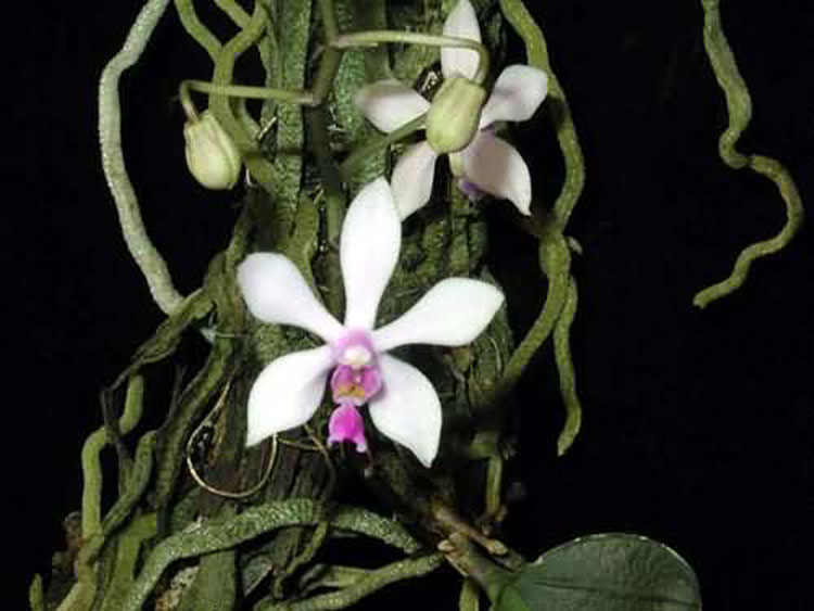 Phalaenopsis wilsonii 0