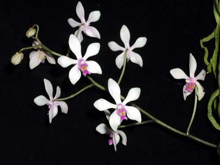 Phalaenopsis wilsonii 2