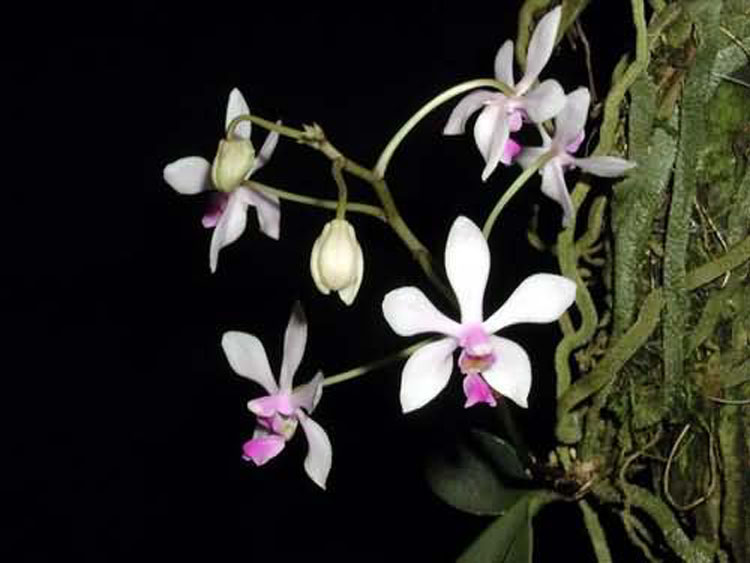 Phalaenopsis wilsonii 3