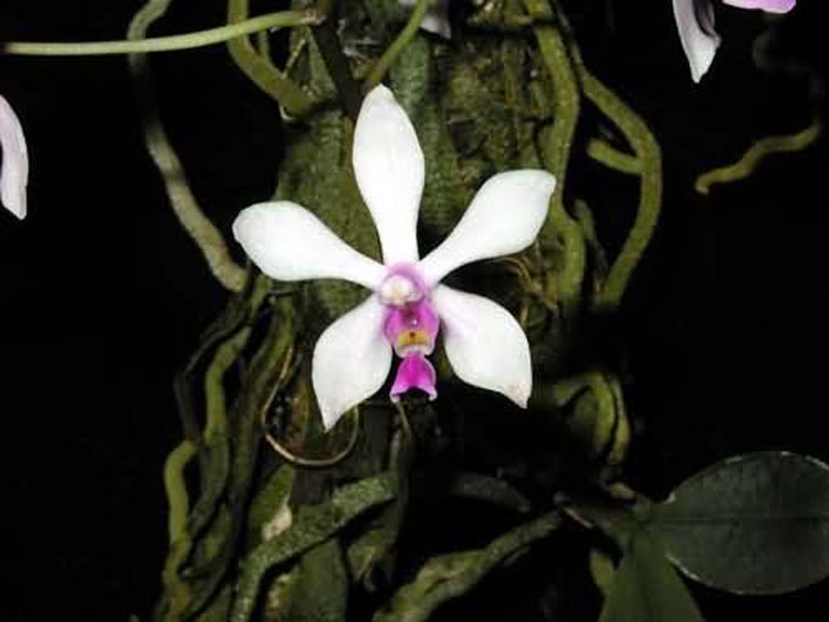 Phalaenopsis wilsonii 4