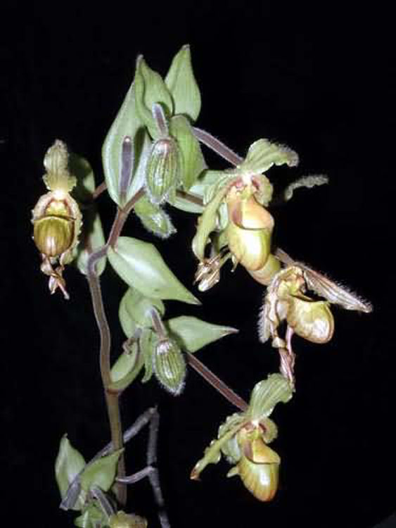 Phragmipedium lindleyanum 2