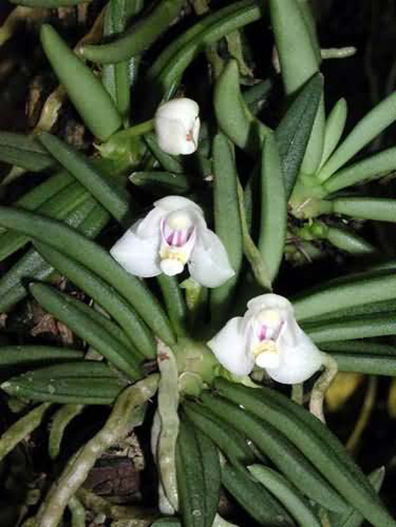 Pteroceras semiterettifolium 2