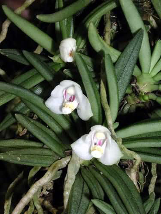 Pteroceras semiterettifolium 3