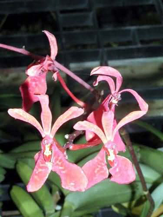 Renanthera phillipinense