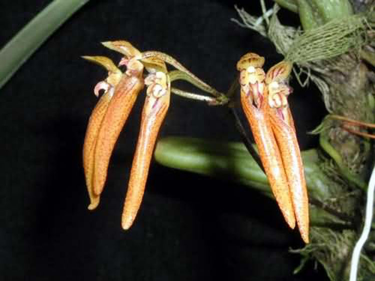 Rhytionanthos aemolum 1