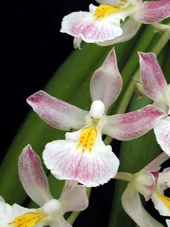 Rodriguesia sp. bolivia 3