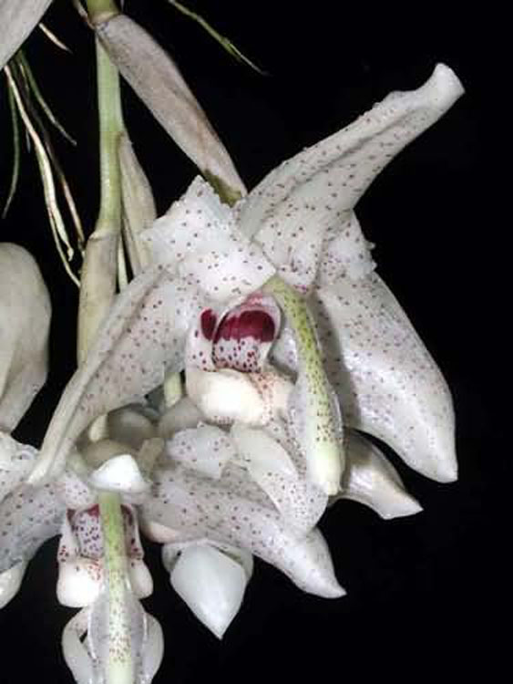 Stanhopea florida 2
