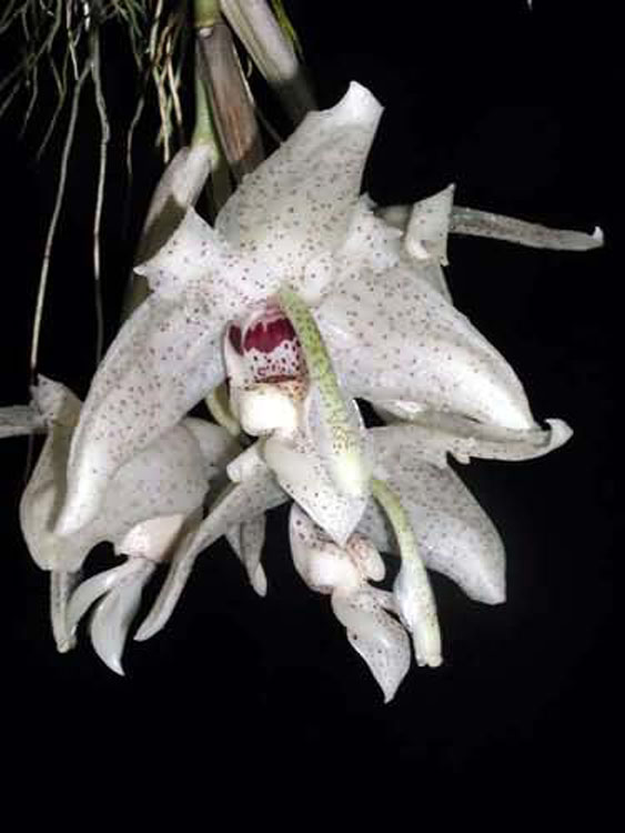 Stanhopea florida