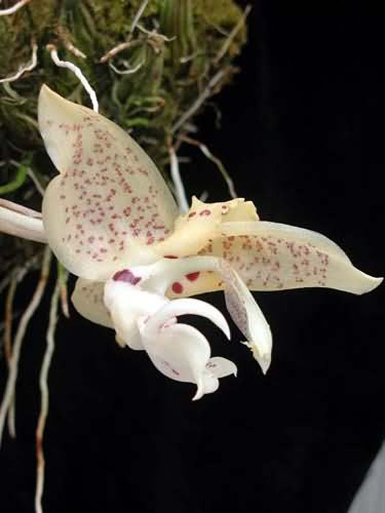 Stanhopea oculata 2